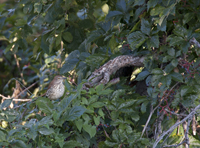 Brown Thrasher 4896